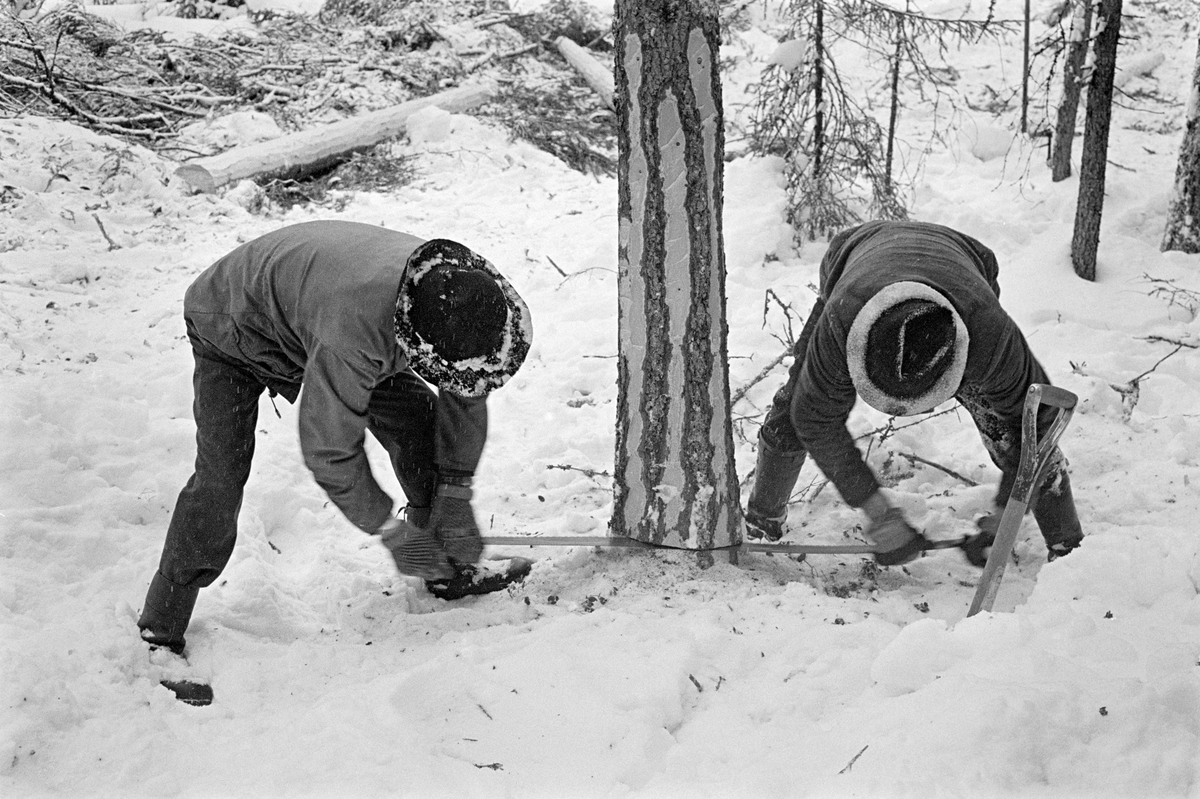 Birger K. Nysæther og Ole Rismyr feller ei gran med såkalt stokksag, et ...