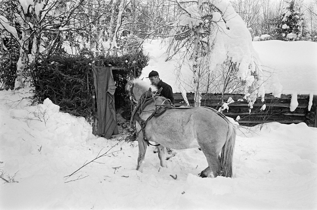 Ole Rismyr setter hesten sin, en fjording, i barstall. Denne stallen var reist inntil gavlveggen på ei laftet skogskoie.  Stallveggene besto av et rammeverk av rajer med innflettete grankvister.  Foran døråpningen hadde Rismyr hengt et teppe, som antakelig ellers ble brukt som hestedekken.  Fjordingen hadde arbeidssele på da dette fotografiet ble tatt i 1980.

Bruk av barstaller ble i prinsippet forbudt i Åmot kommune i kraft av «Vedtekter om innredning av husvær under skogsarbeide og fløtning i Aamot herred», som ble approbert av Landbruksdepartementet 15. februar 1918.  Her hette det blant annet at skogsstallene skulle være «forsynt med tætte vægger, godt og drypfrit tak, tæt dør og vindu samt spiltaug med trægulv».  At Ole Rismyr 62 år seinere kunne sette hesten sin i barstall skyldtes at han deltok i innspillinga av en film som skulle vise arbeidsforholdene i skogbruket i den førmekaniserte fasen - se fanen «Opplysninger».