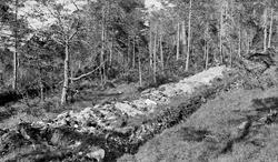 Grøftet myr, fotografert på Nord-Møre i 1932.  I forgrunnen 