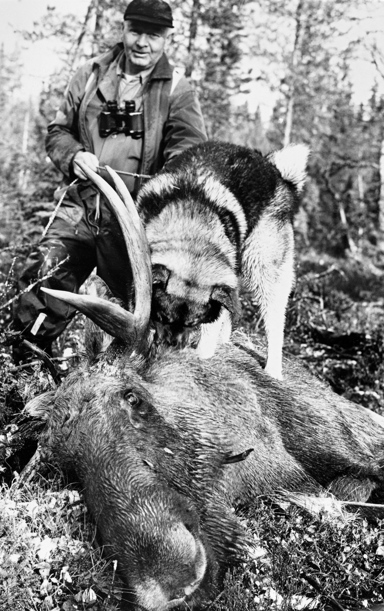 Jegerveteranen Andreas Eggen og elghunden Burr med en nyfelt elgokse 5. oktober 1974.  Dyret ble felt på «Bjørneflata», antakelig i traktene ved Rognvola i Stor-Elvdal.  Elgen ligger på sida, med hodet vendt mot fotografen.  Berger holder hunden i band, der den står på den døde elgen og snuser den i ryggpelsen.  Jegeren var kledd i regnbukser, vindjakke og skjoldlue.  Han hadde en kikkert på brystet. Elgjakt. Storviltjakt. Jeger. Elgjeger.