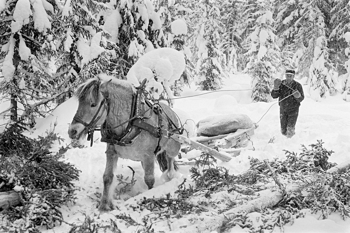 Tømmerkjøring i Nordre Osen i Åmot kommune i Hedmark i februar 1980.  Fotografiet viser tømmerkjøreren Ole Rismyr (1931-1984) fra Slettås i Trysil og hesten hans.  Da dette kjørte Rismyr opp noe som skulle bli en snøpakket tømmerveg.  Bak hesten, en fjording, ser vi sleden.  Dette var en «rustning» - en todelt sledetype – som her var klargjort for «tomkjøring».  Baksleden («geita») lå fastspent oppå framsleden («bukken») og på toppen av sledene lå høysekken, som kjørekaren stundom også brukte som sitteunderlag.  Her gikk han imidlertid bak sleden med tømmene i hendene.  Fotografiet er tatt i forbindelse med opptakene til fjernsynsfilmen «Fra tømmerskog og ljorekoie», som ble vist på NRK 1. mai 1981.  Ettersom poenget med denne filmen var å synliggjøre strevet i tømmerskogen i den førmekaniserte driftsfasen, viser den driftsprosedyrer og redskap som bare noen få veteraner fortsatt brukte på opptakstidspunktet.