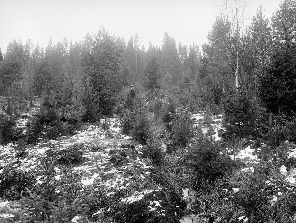 Grøftet, skogbevokst myr, antakelig i forvaltningsdistriktet Nedre Orkla i Sør-Trøndelag (jfr. fanen «Bildehistorikk»).  Fotografiet er antakelig tatt i overgangsfasen mellom høst og vinter, på et tidspunkt da det lå nysnø på marka, men før det vannet som rant i grøftene hadde frosset til is.  I forgrunnen ser vi hvordan to grøfter - avskjærings og avløpsgrøft - møtes.  Fra omkring 1900 og framover til 1970-80-åra var det å gjøre lavproduktiv torvmark (myr) produktiv et sentralt mål i det norske skogbruket.  Målet var å lede vekk vannet, for derved å legge til rette for bedre oksygentilførsel og dermed skape bedre vekstvilkår for trevegetasjon.  Arbeidet ble utført ved hjelp av hakker og spader, og i mange tilfeller ble resultatene skuffende, dels fordi torva var for næringsfattig til at den kunne bli noe attraktivt voksested for trær, dels fordi mange av myrene lå i forsenkninger i terrenget der det hadde lett for å samle seg mye kaldluft, slik at småtrærne frøs.  I dette tilfellet ser det imidertid ut til å ha gått bra - langs grøftene vokste det fin ungskog med gran og furu som dominerende treslag.