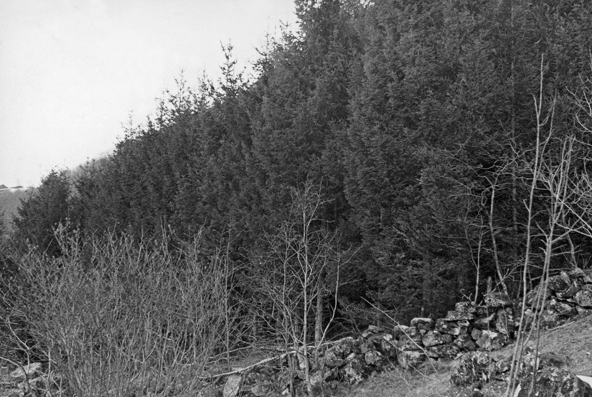 «Slettelandfeltet» eller «Slættelandfeltet» i Fjaler i Sunnfjord.  Fotografiet er tatt i en vestlandsdal en dag på ettervinteren i 1937, fra et åpen beitemark mot et steingjerde som har skjermet et tilstøtende plantefelt.  På dette feltet vokste det tett granskog, som ifølge teksten på kartotekkortet til dette fotografiet var 12 meter høy.  Kortet forteller dessverre ikke hvor lang tid grantrærne hadde brukt på å nå slike høyder.