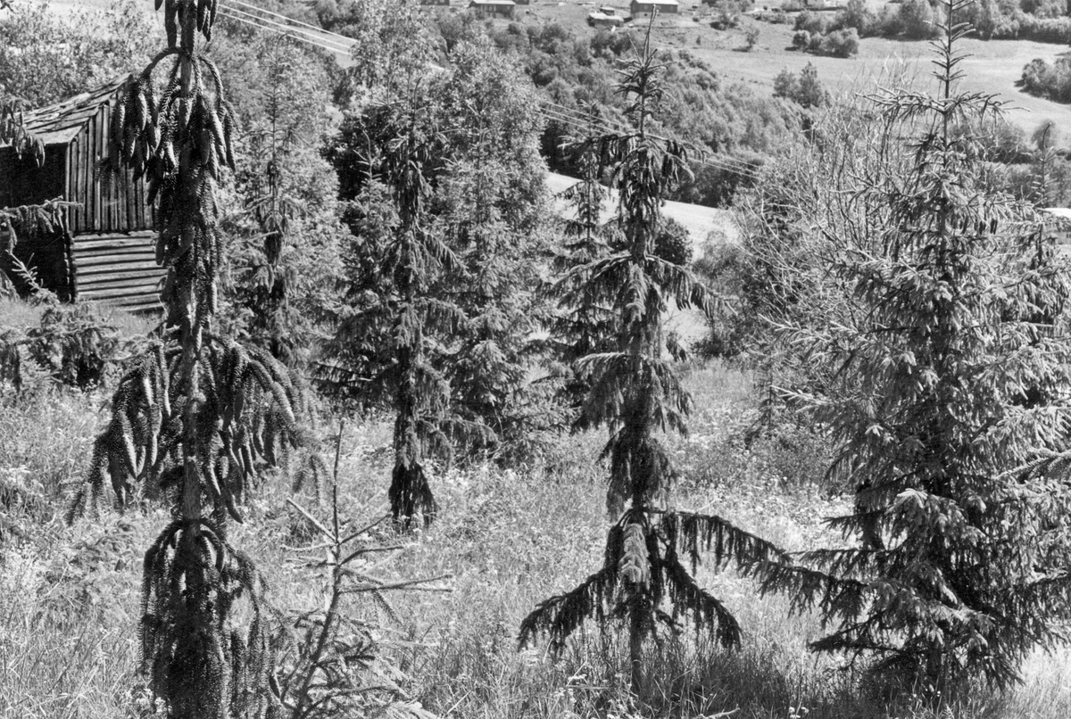 Konglebærende granpodninger i Opsal frøplantasje på Fåvang i Ringebu kommune i Oppland.  Her etablerte Oppland skogselskap en av sine frøplantasjer på et 92 dekar stort, brattlendt, men sørvendt engareal i 1961.  Dette fotografiet er tatt 15-20 år seinere, med noen av podningene i forgrunnen og ei gammel løe til venstre i bildet.  Bakgrunnen for etableringa av frøplantasjene var dels at Oppland skogselskap ønsket å kompensere for den tiltakende mangelen på frø til det stadig mer aktive kulturskogbruket omkring 1960, dels at man ønsket å styrke den genetiske kvaliteten på det plantematerialet som ble brukt.  For Oppland skogselskaps del ble interessen for frøplantasjer vakt etter en ekskursjon til Sverige.  Entusiasmen var spesielt stor i forhold til forespeilte muligheter for å kunne produsere frø for høyereliggende strøk, der frøåra var sjeldne og frømodningen dårlig, på noe lavereliggende idéer.  Det var nettopp i en slik kontekst arealet på Opsal skulle brukes, i høgdelag mellom 600 og 800 meter over havet.  Området ble som nevnt beplantet i 1961.  Fire år seinere begynte Gunnar Haug og hans medhjelpere å pode toppskudd fra elitetrær fra det nevnte høydelagsområdet på disse helt ordinære plantene.  På denne måten håpte man å kunne høste kongler etter 15-20 år, ikke etter 30-40 år, som i ordinær granskog.  Podematerialet ble hentet fra 75 ulike elitetrær, for å sikre en viss genetisk variasjon.  Opsal-plantasjen ble avviklet omkring 2015.  Fotografiet ble tatt under en ekskursjon med skogbrukselever fra Valle landbruksskole på Toten, antakelig i andre halvdel av 1970-åra.
