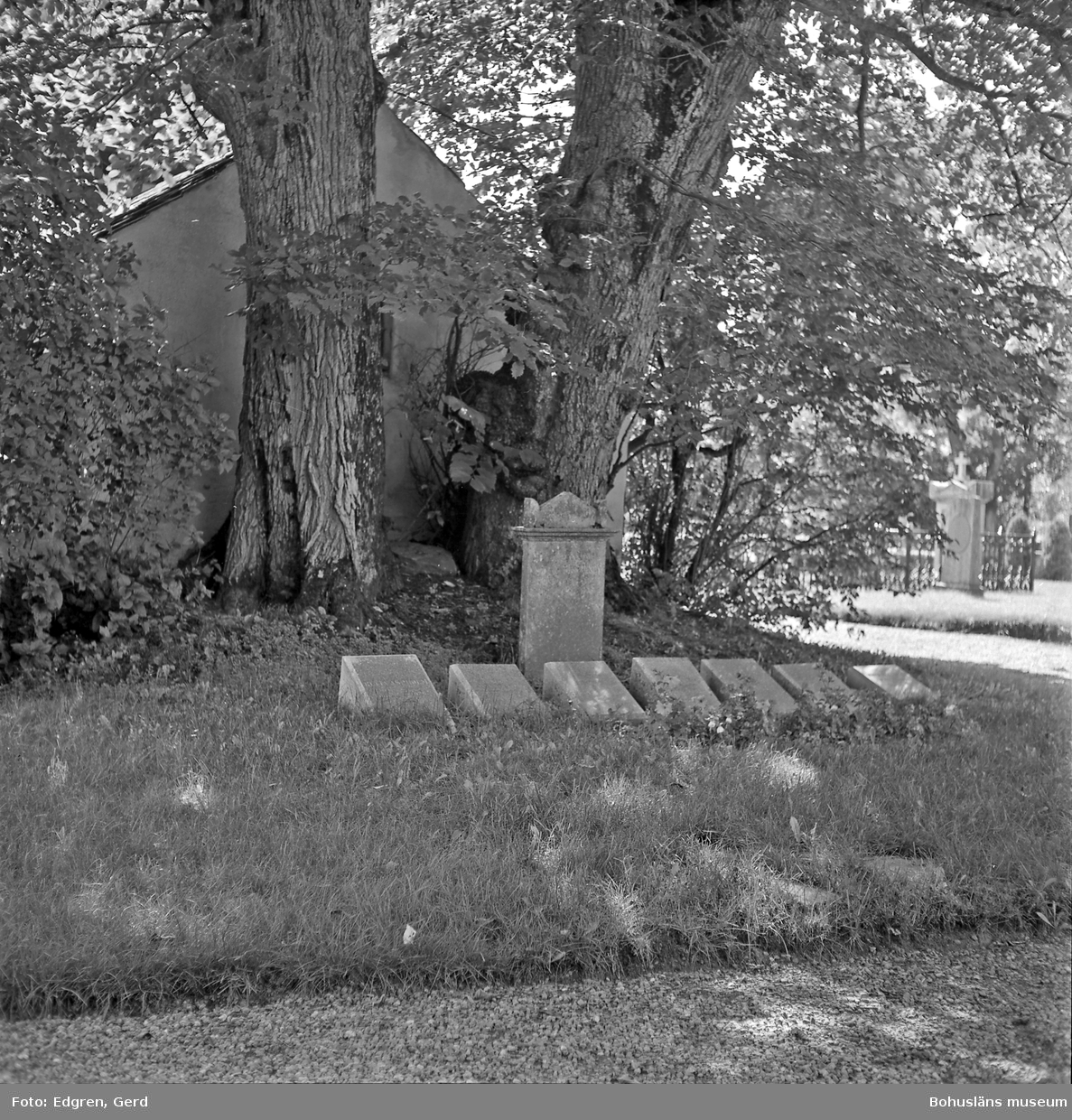 Text till bilden: "Ljungs gamla kyrka. Sakristians nordmur, dold av träd".