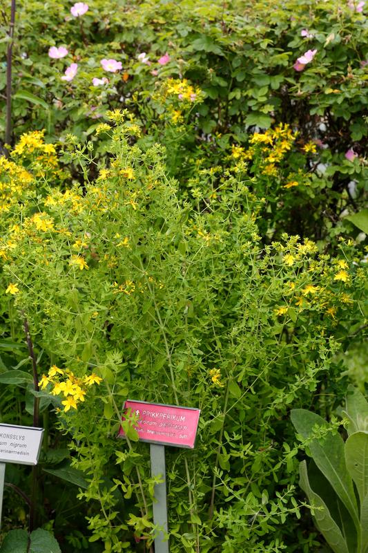 En buskete sammenvoksning av planten prikkperikum, lange grønne stengler med mye bladverk og små, gule blomster på toppen av stilken.