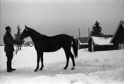 Hest ved Hærens Hesteskole på Starum januar 1953. Serie på n