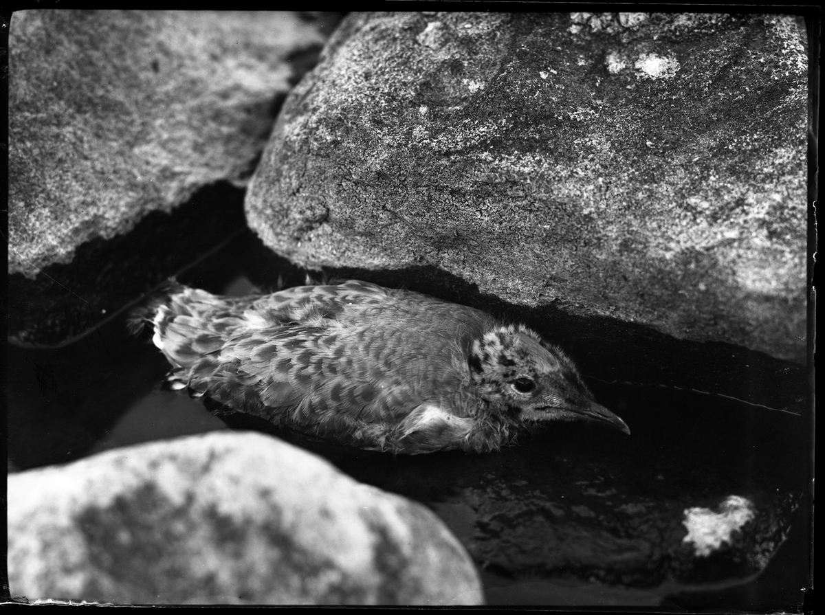 En trutunge i vattnet mellan stenar.