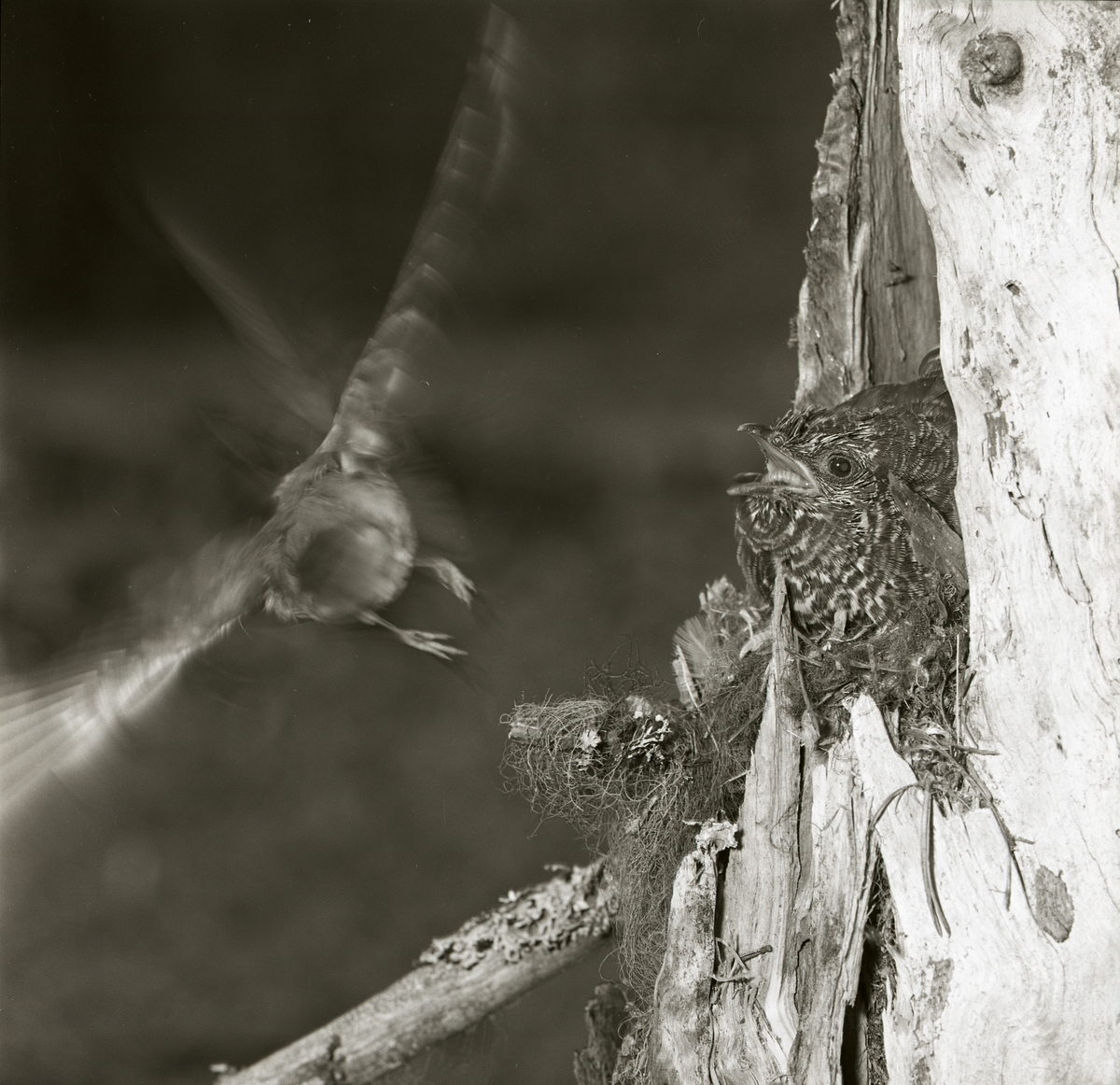 En fågelhona matar en gökunge, 1961.