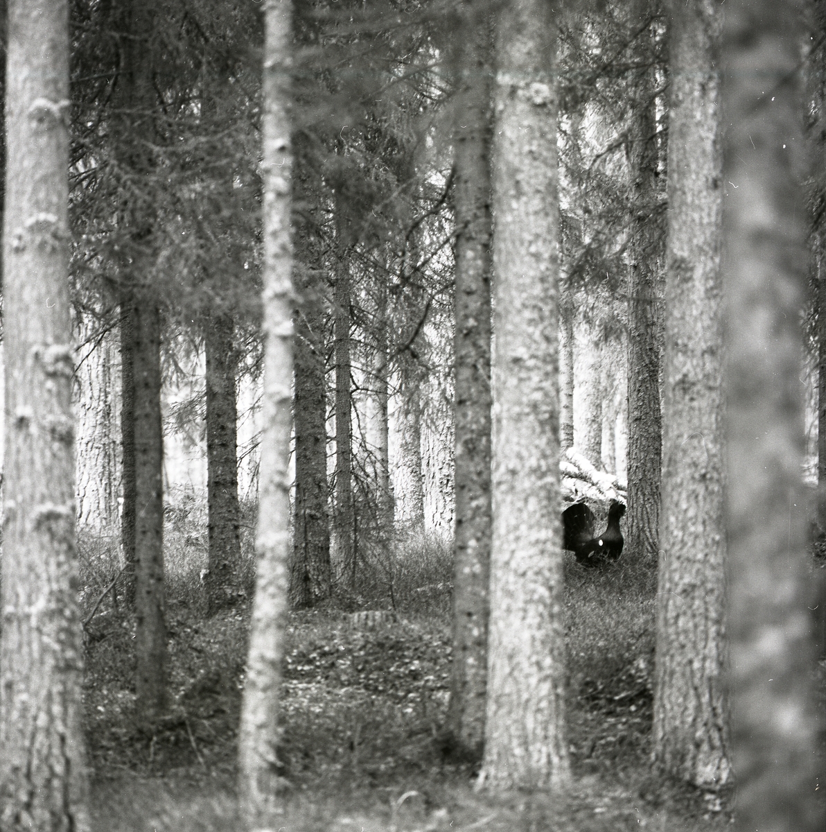 En tjädertupp spelar i skogen vid Häggtjärn den 29 april 1976.