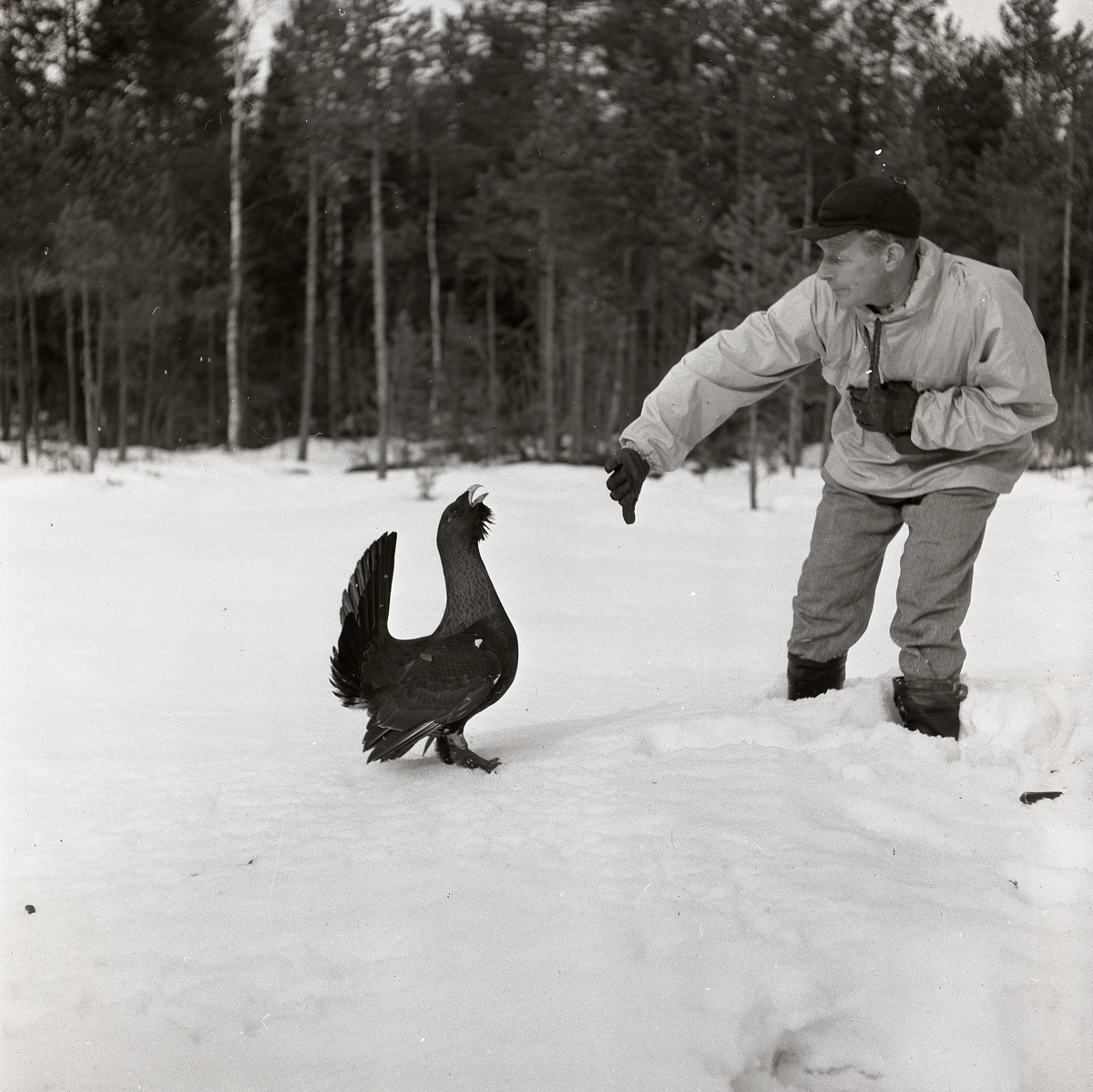 En man står i snön intill en tjäder med handen höjd mot fågeln som skydd den 18 mars 1954.