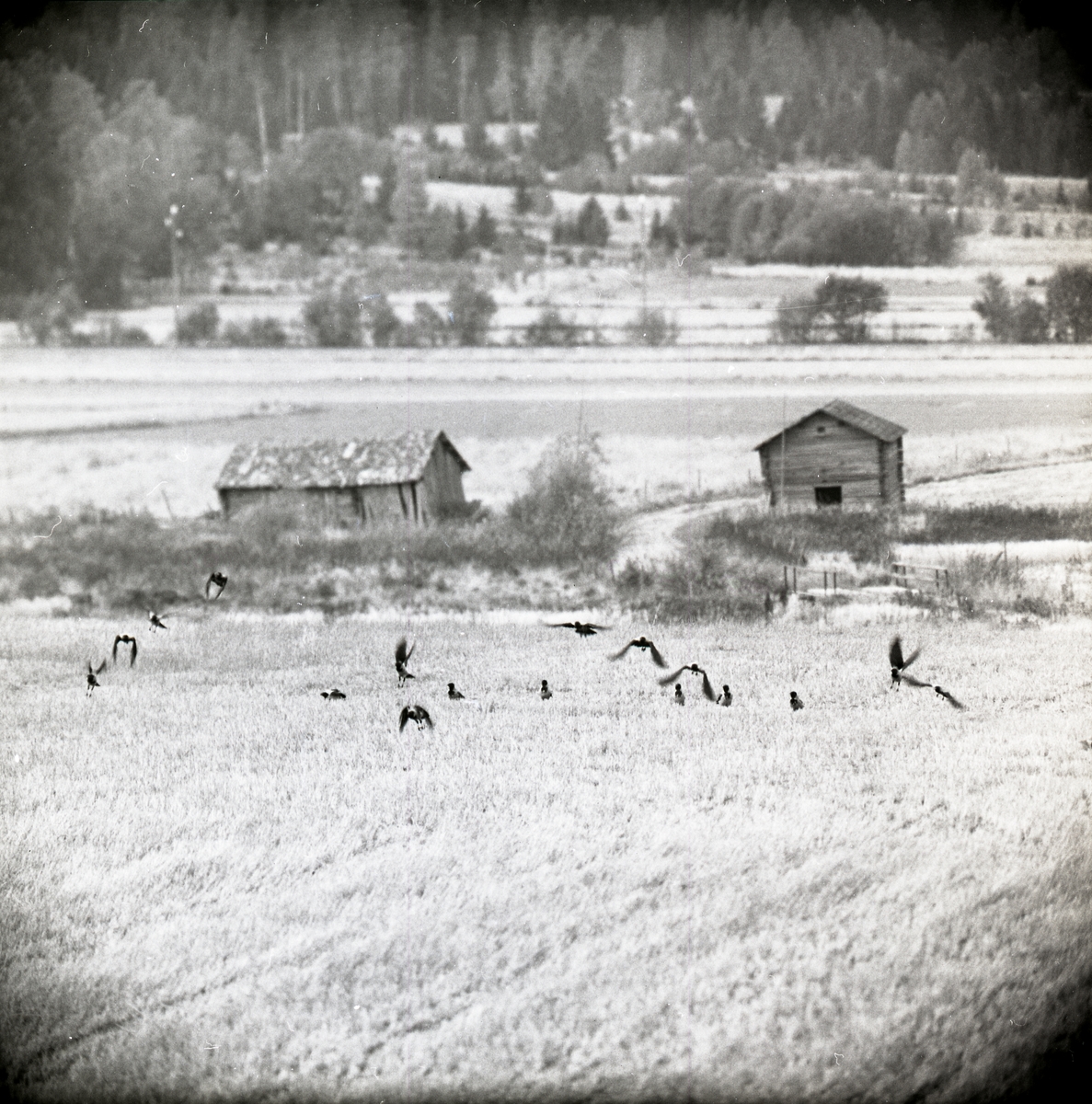 En flock kråkor flyger från en åker vid Utegår´n i Glössbo, hösten 1967.