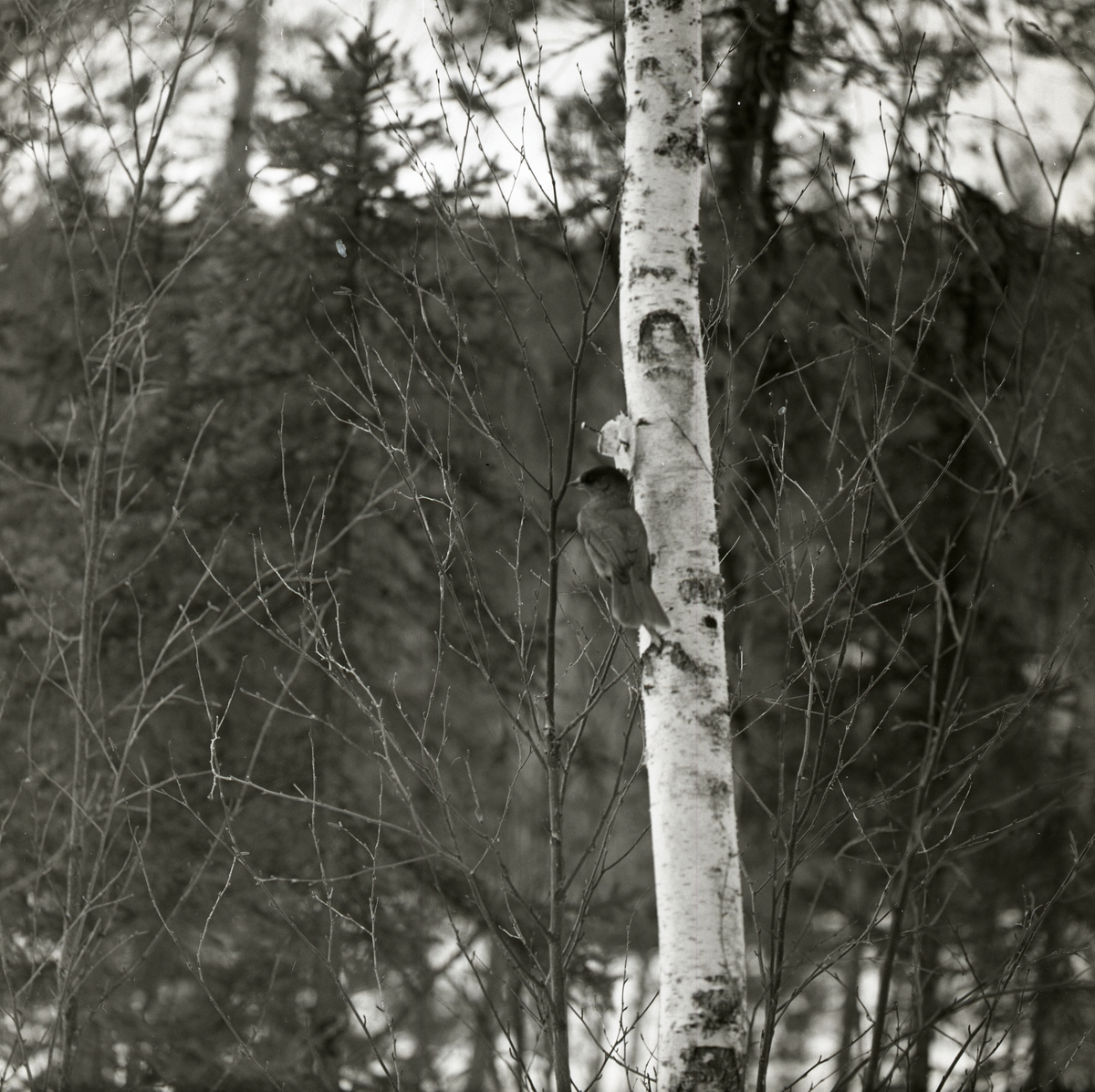 En lavskrika sitter i träd och pickar på en uppspikad svålbit den 31 mars 1967 i Harads.