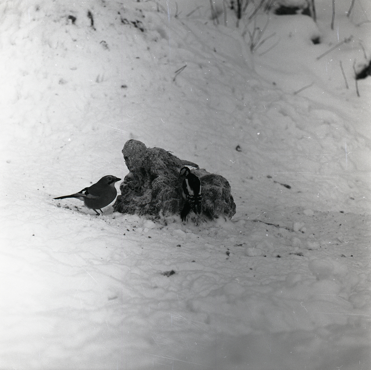 En nötskrika och en större hackspett står intill en snötäckt knöl på marken.