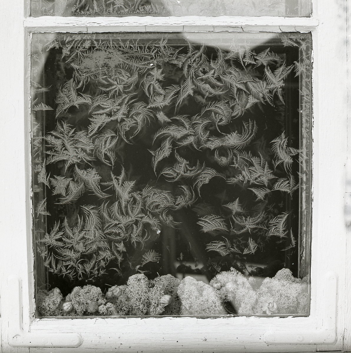 Fönsterruta med rimfrost och fönsterlav, Lillbyggningen, februari 1983.