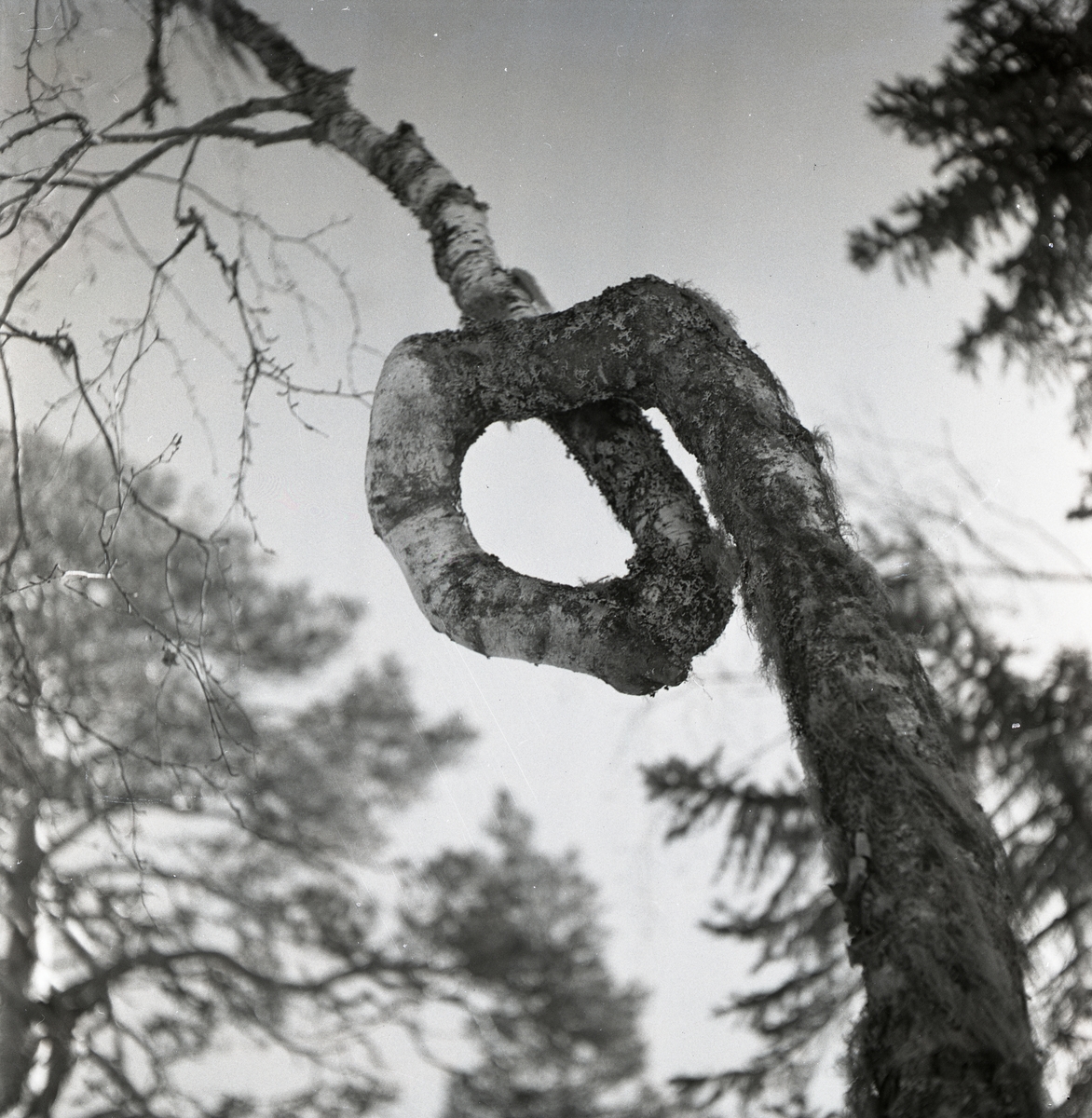 Björk med en svängd form på stammen vid Skogsberget, april 1951.