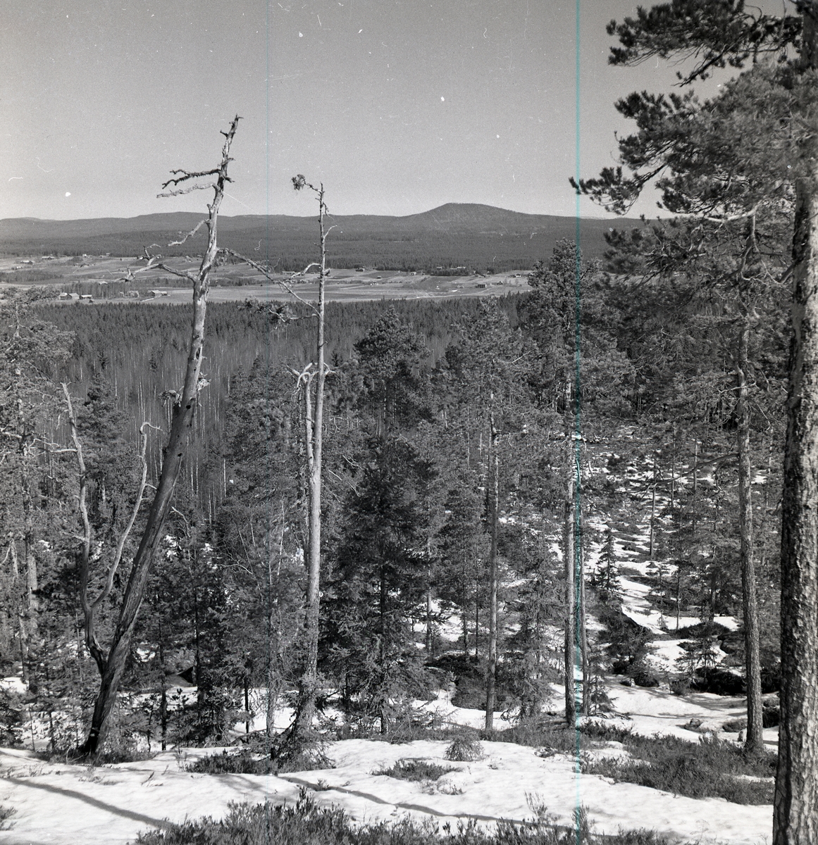 Utsikt från Skogsberget mot Höleklack med torraktallar i förgrunden, april 1951.
