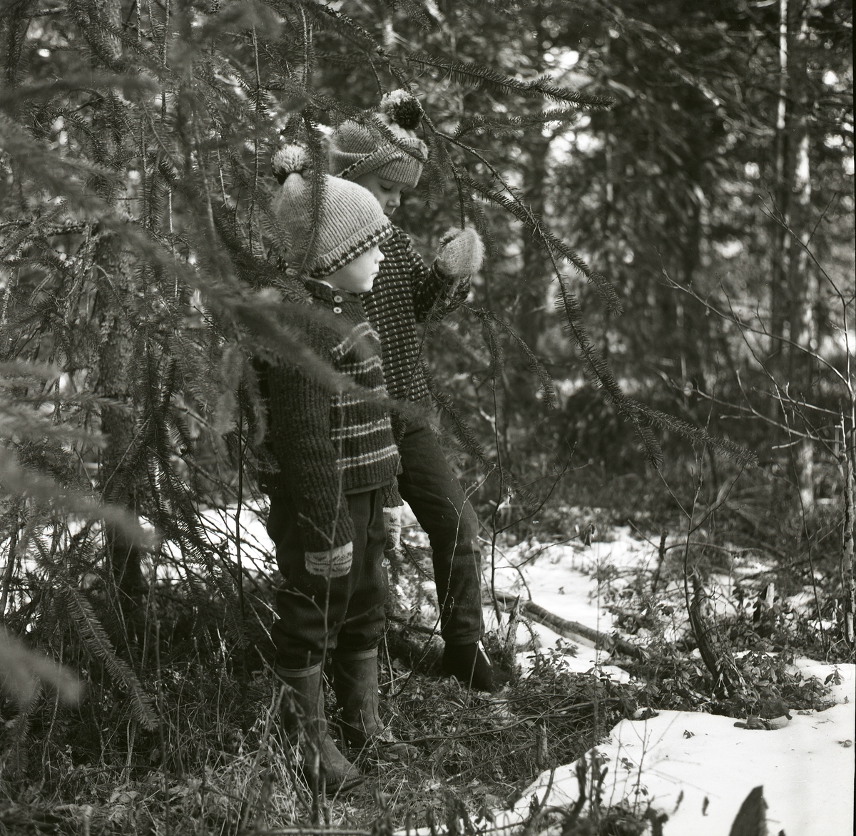 Två barn står intill ormgranar i Bollnäs, april 1964.