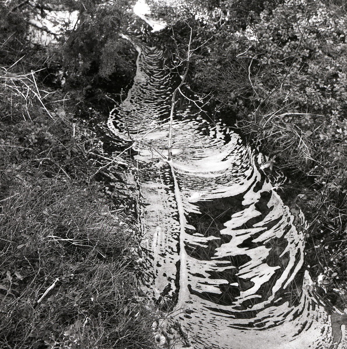En vårbäck med forsande vatten bildar ett skumlager på ytan, april 1960.