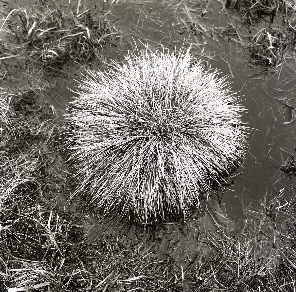 En grästuva i vatten och lera, 1977.