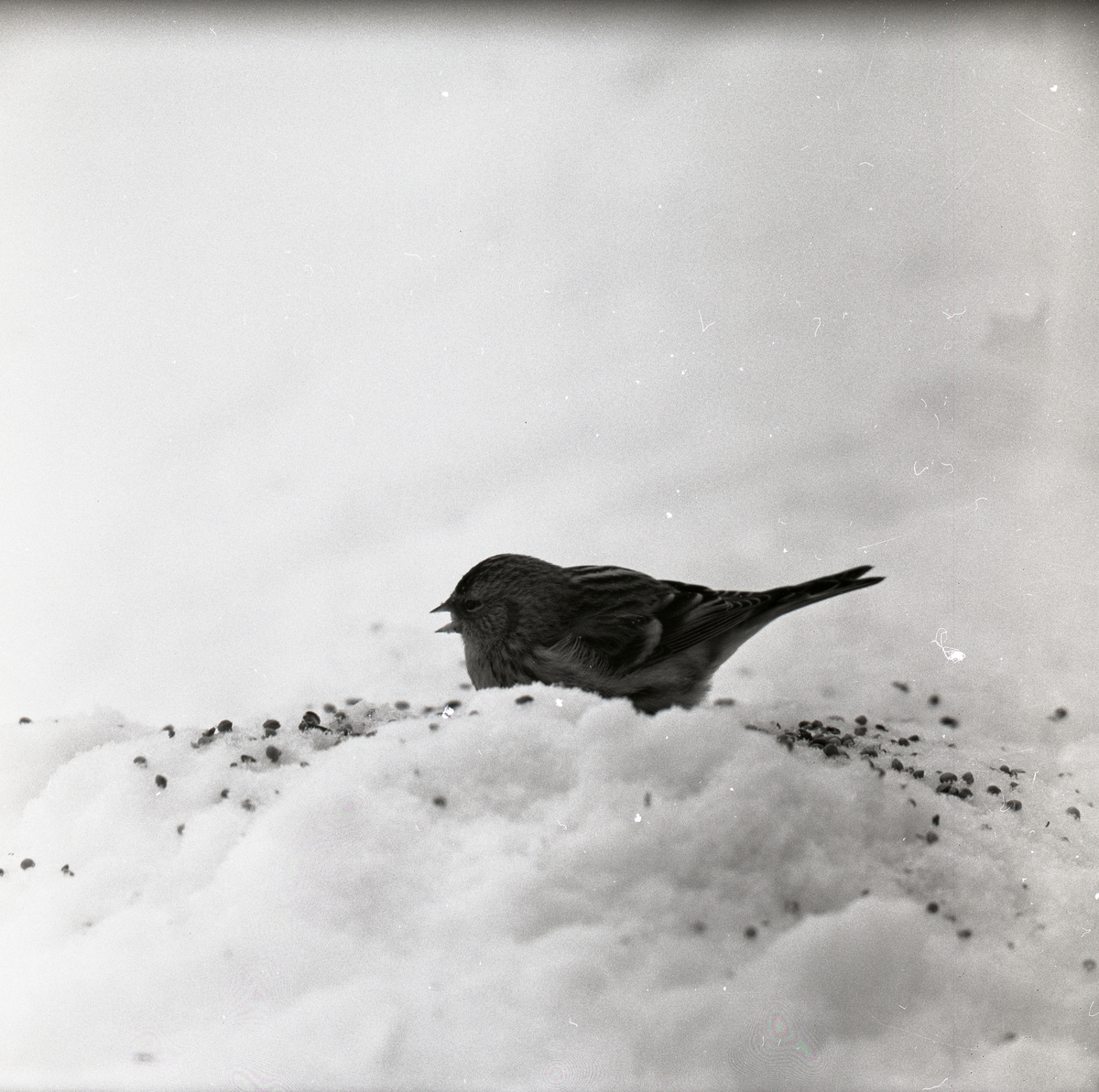 En gråsiska sitter i snön den 29 februari 1960.