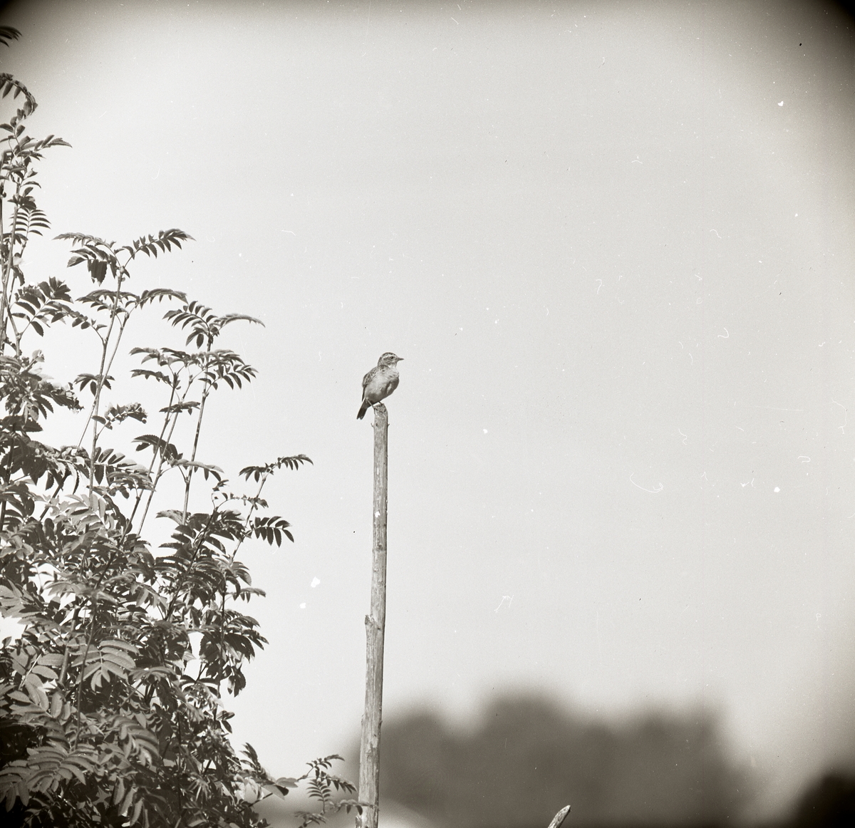 En buskskvätta sitter på en hagstör under sommaren 1969.