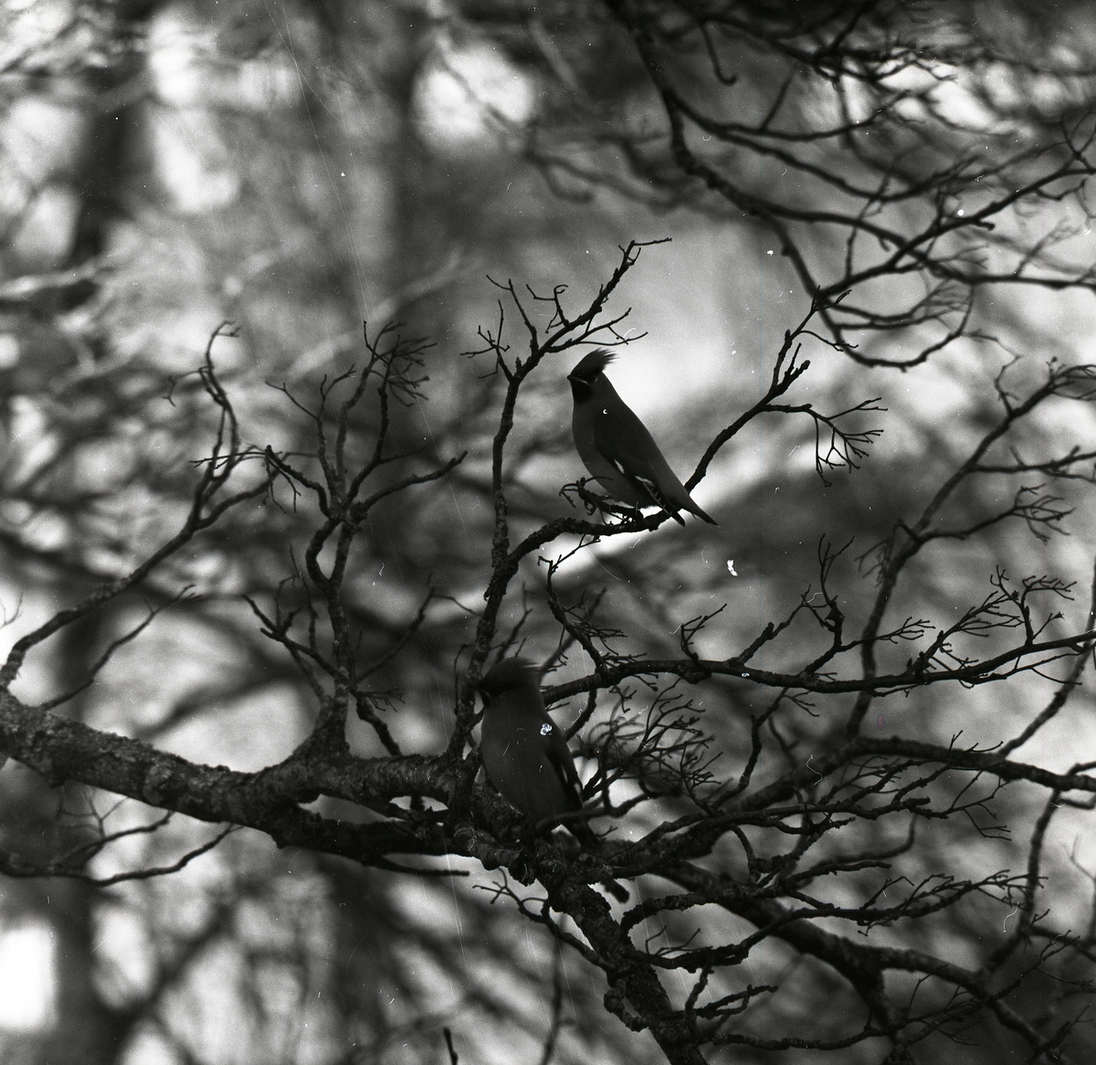 Två sidensvansar med uppblåsta tofsar sitter i ett träd den 23 januari 1957.