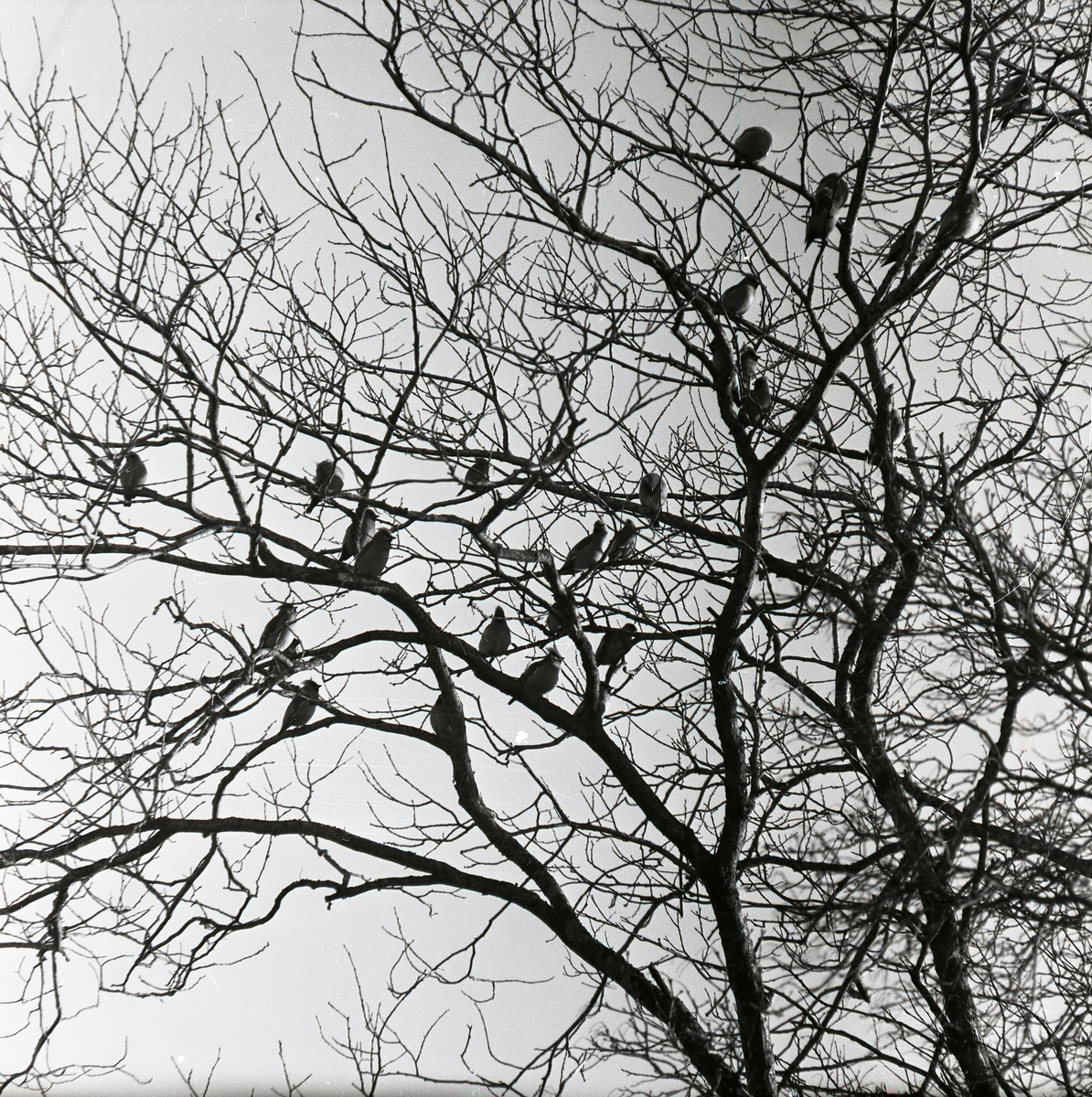 En flock sidensvansar i ett träd den 23 januari 1957.
