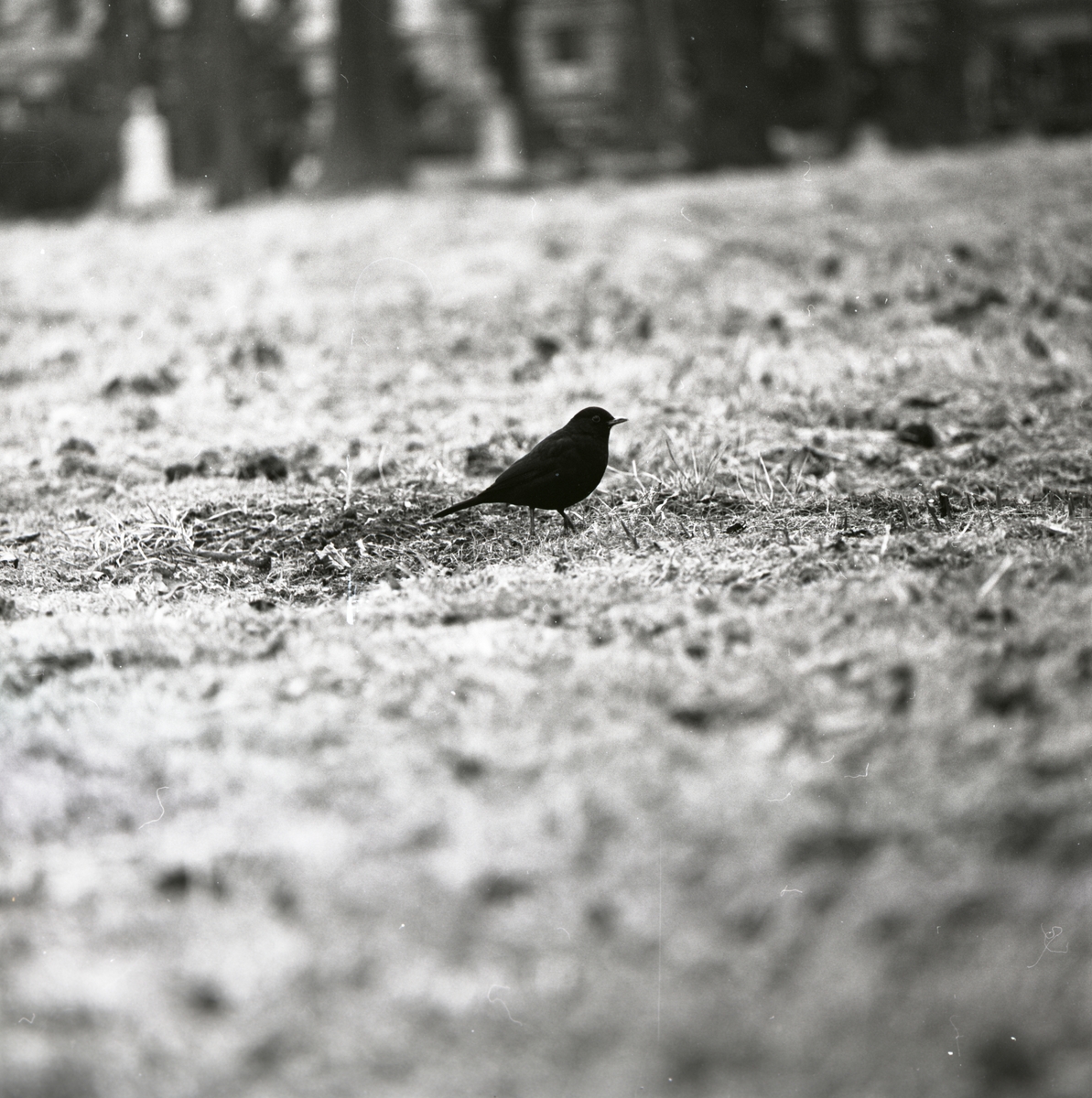 En koltrast står på marken, 1968.