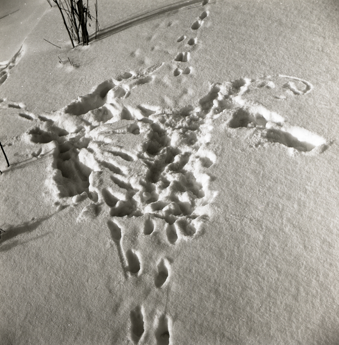 Tydliga rävspår i snön, 1970.