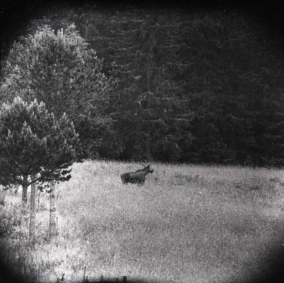 En älg intill ett skogsbryn vid Hägnaden, juni 1959.