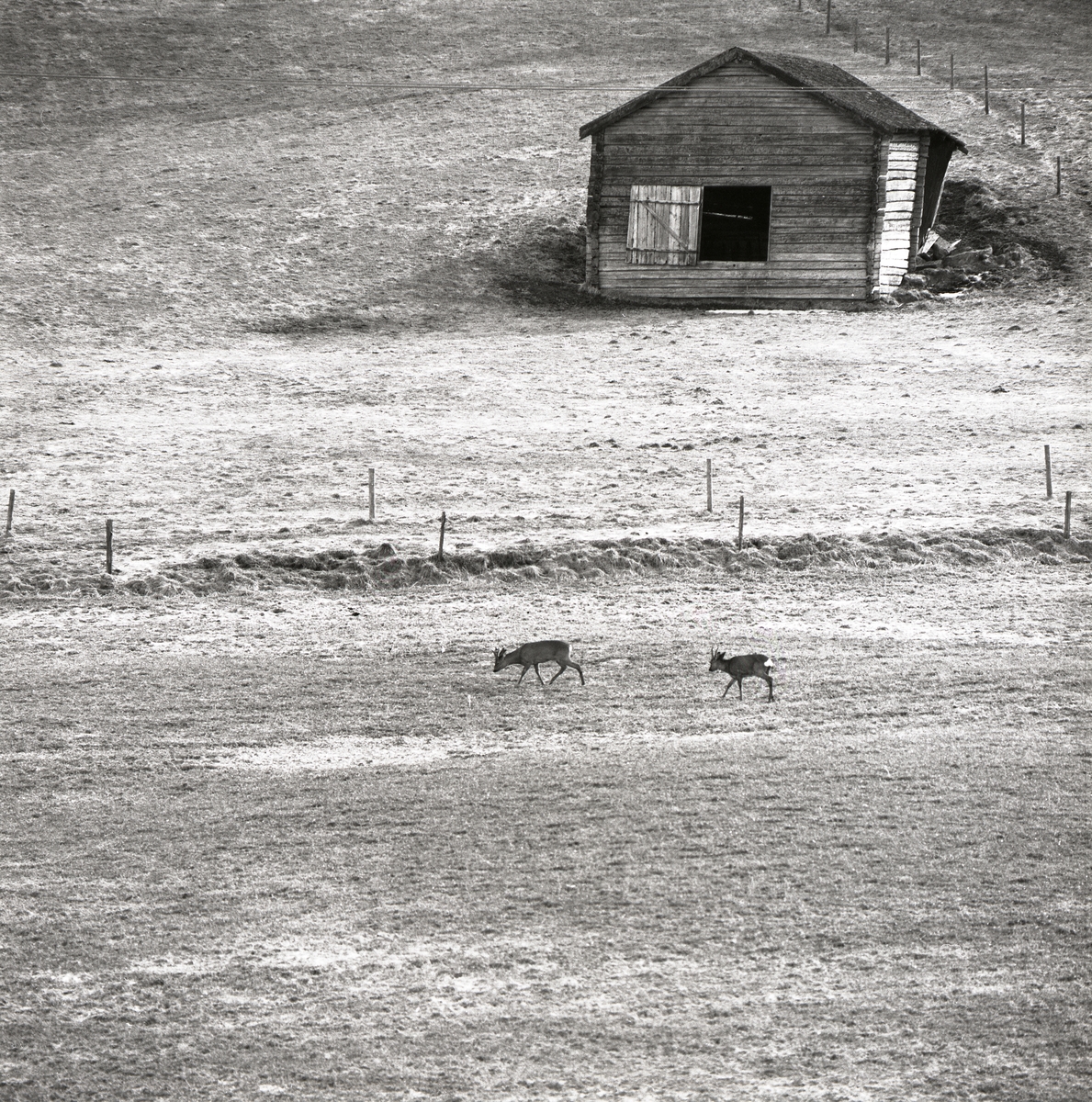 Två rådjur går över en åker med en lada i bakgrunden, Forsa 1971.
