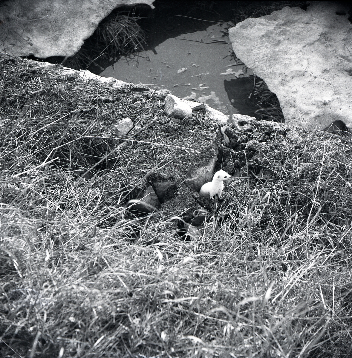 En hermelin i vinterpäls sitter intill en vattensamling, 1948.