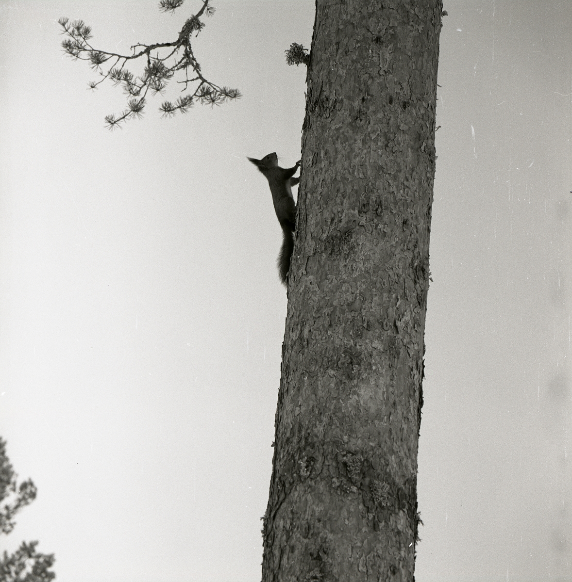 En ekorre klättrar upp på en tallstam i Ulva, 1966.