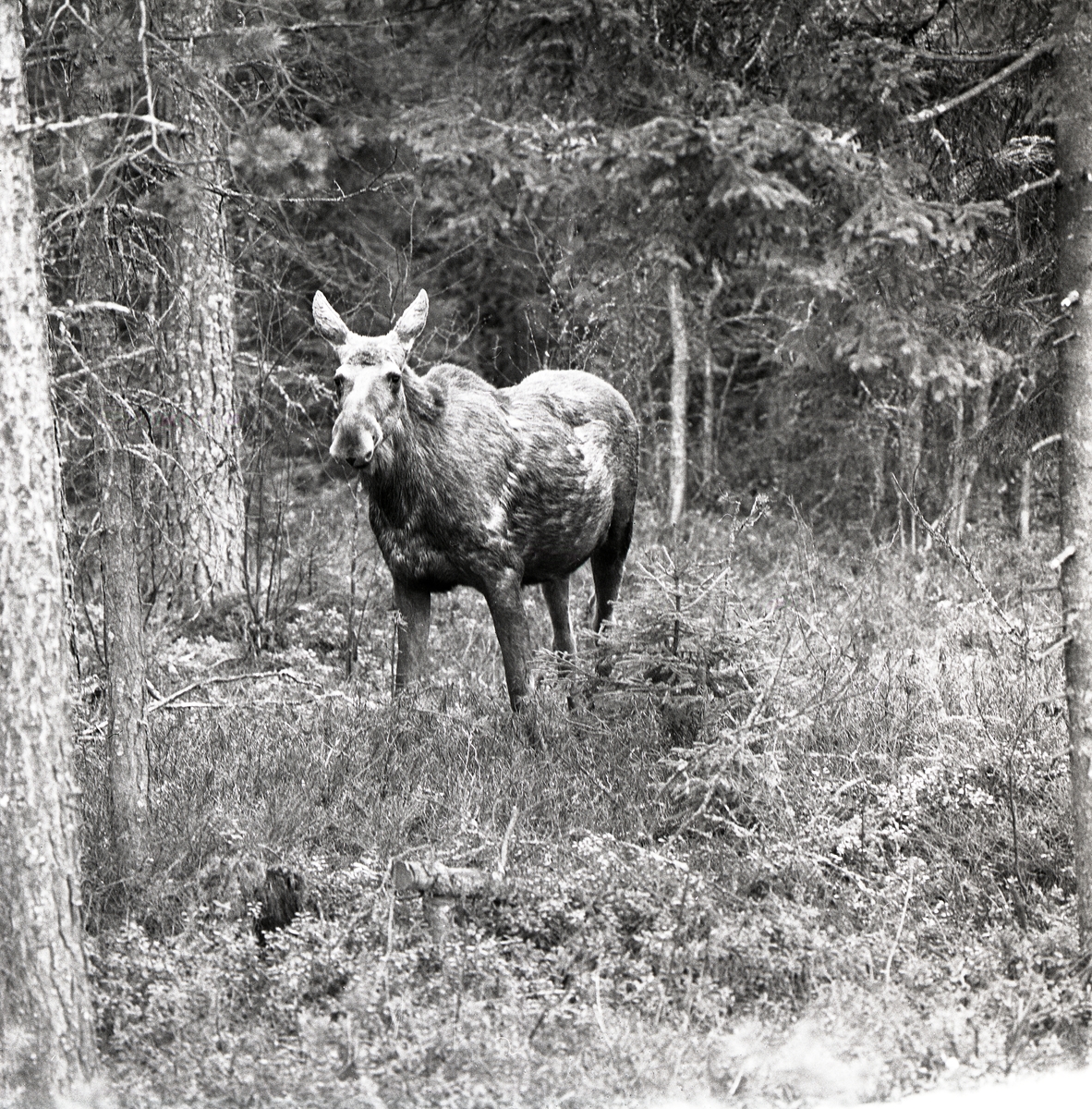 En älgko står vid en skogsglänta söder om Gysinge, 12 maj 1979.