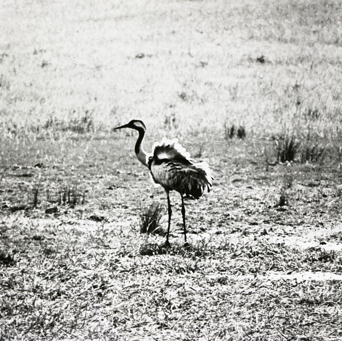En trana står på våtmark i Bollnäs, 4 juni 1961.