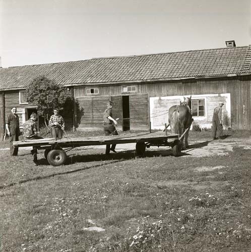 En grupp personer befinner sig på en gårdsplan framför en lada. En av männen kör en häst som är förspänd framför en vagn, 1969.