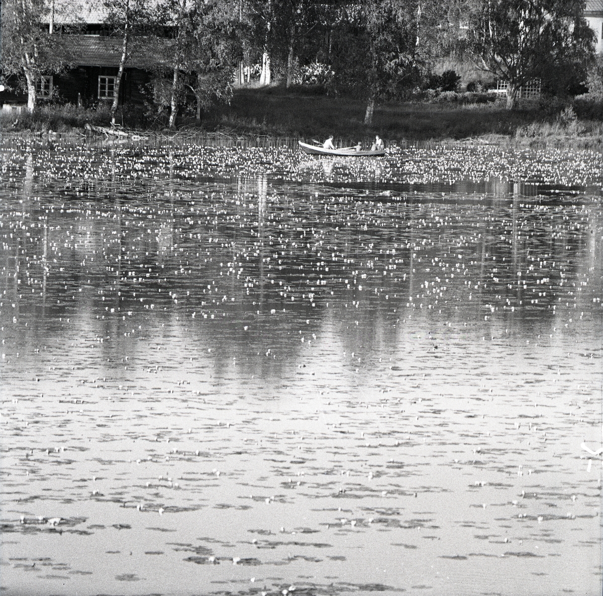 Män och pojke ror på en sjö omgivna av näckrosor och passerar förbi ett torp, Rullbo 16 juli 1958.