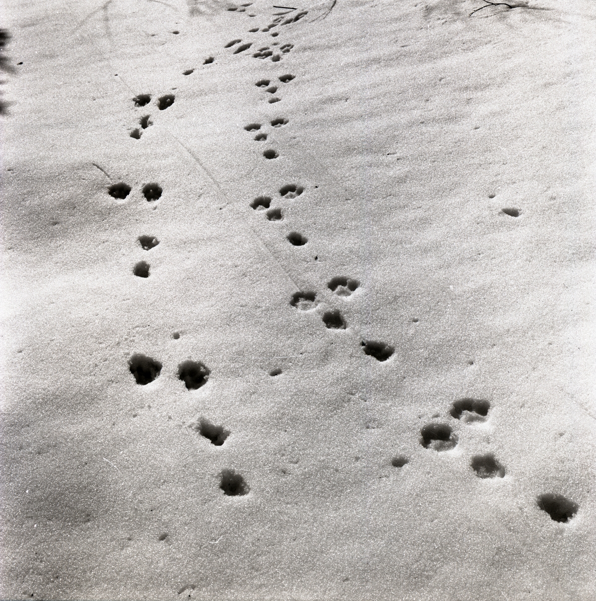 Djurspår i snö.