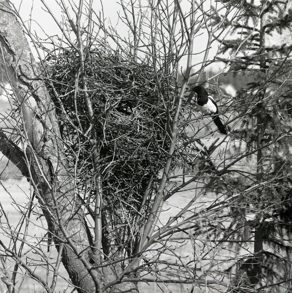En skata sitter vid sitt bo i ett träd.