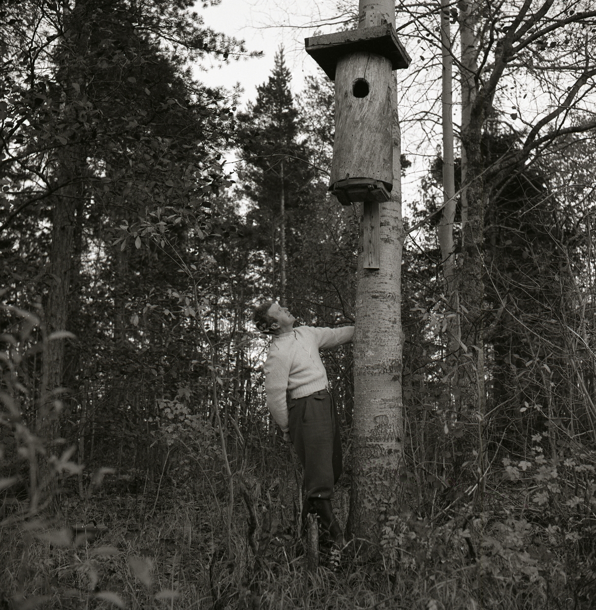 En man står vid ett träd och ser upp mot en fågelholk som är fastsatt på trädstammen, Hamnäs den 14 oktober 1958.
