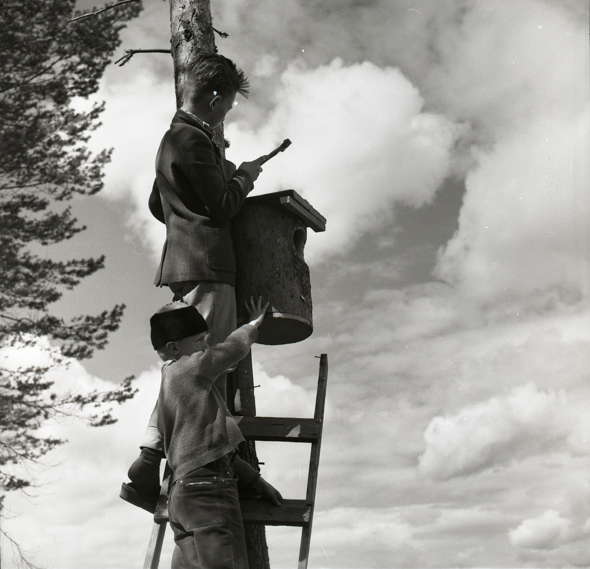 Två pojkar står på en stege för att spika fast en fågelholk i ett träd vid Hagberget den 10 maj 1959.