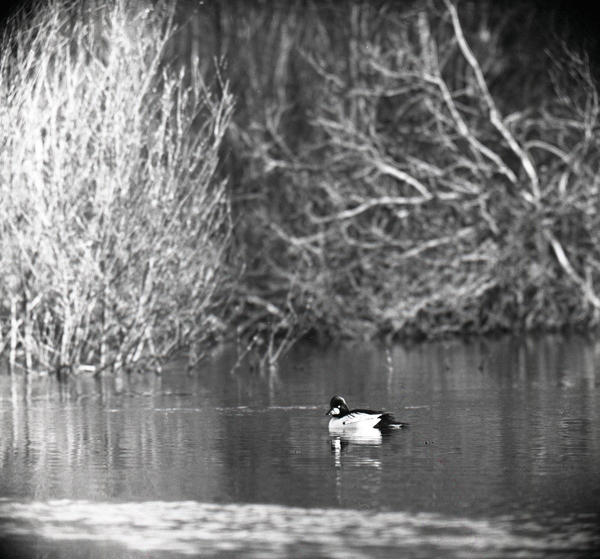 En knipa simmar i en å. I bakgrunden syns vass, träd och buskage, 19-23 april 1960.