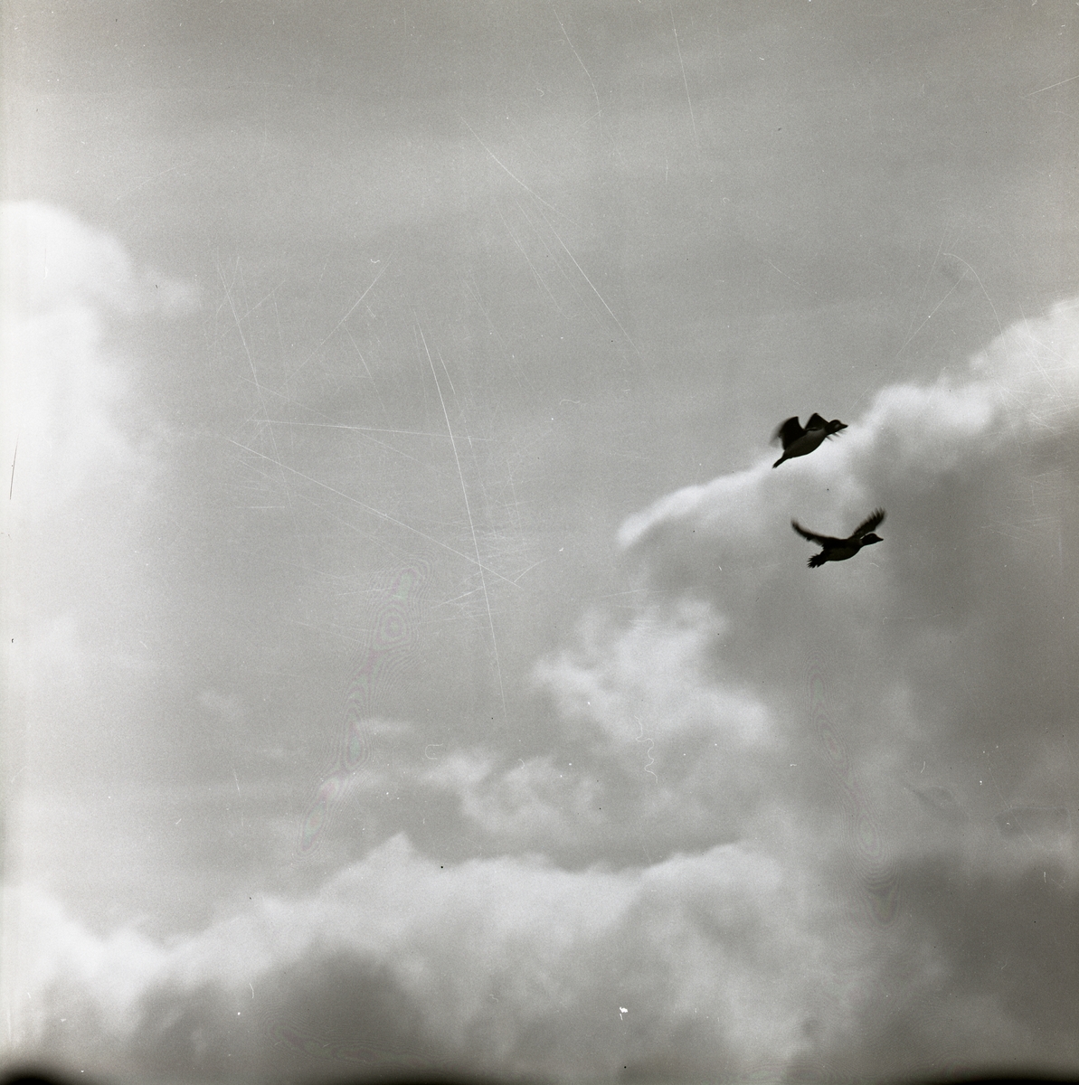 Två knipor flyger bland molnen över Stråsjön, maj 1963.