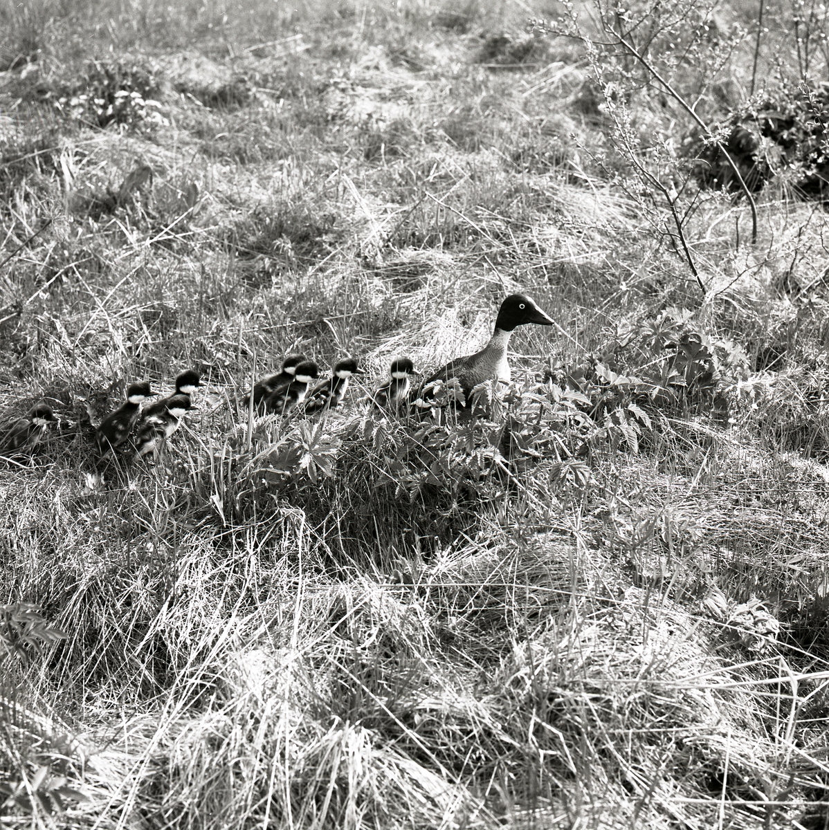 En kniphona vandrar med sina ungarna i gräs, 1977.