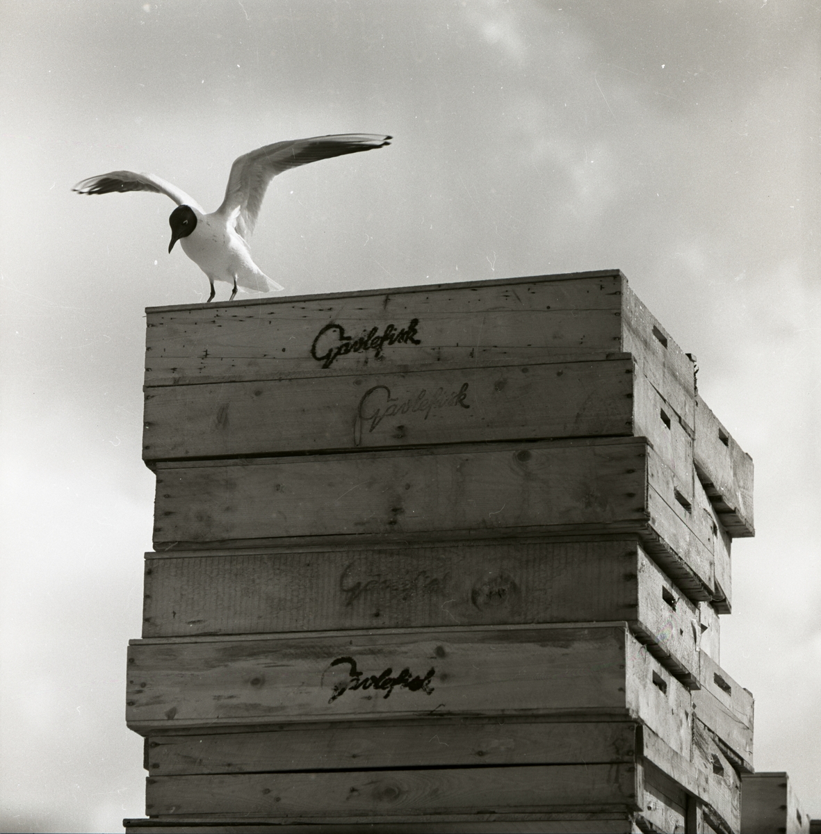 En skrattmås sitter på några trälådor och spanar, juni 1960.