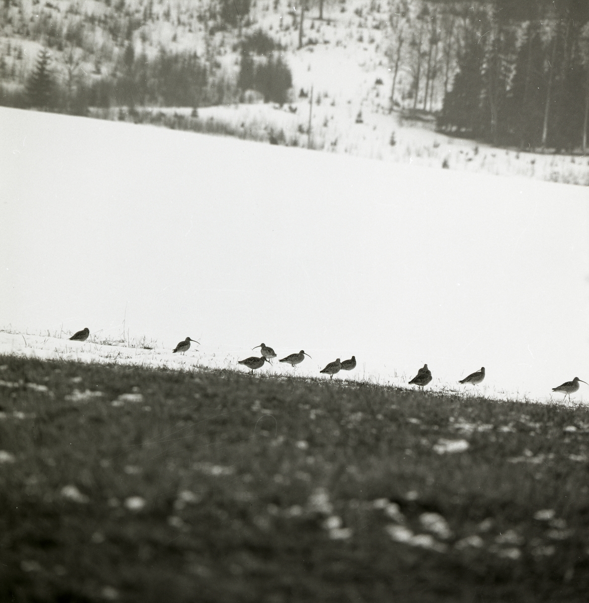 En flock spovar står på snötäckt mark, vårvintern 1971.
