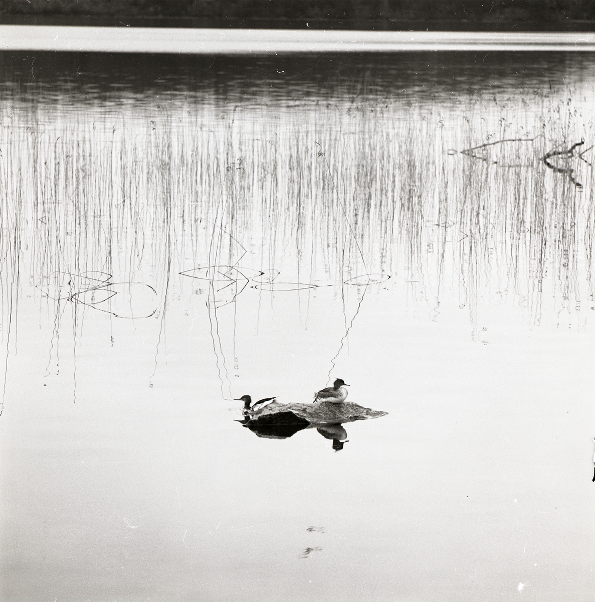 Två storskrakar sitter på en sten i Storsjön vid Forsa, våren 1973.
