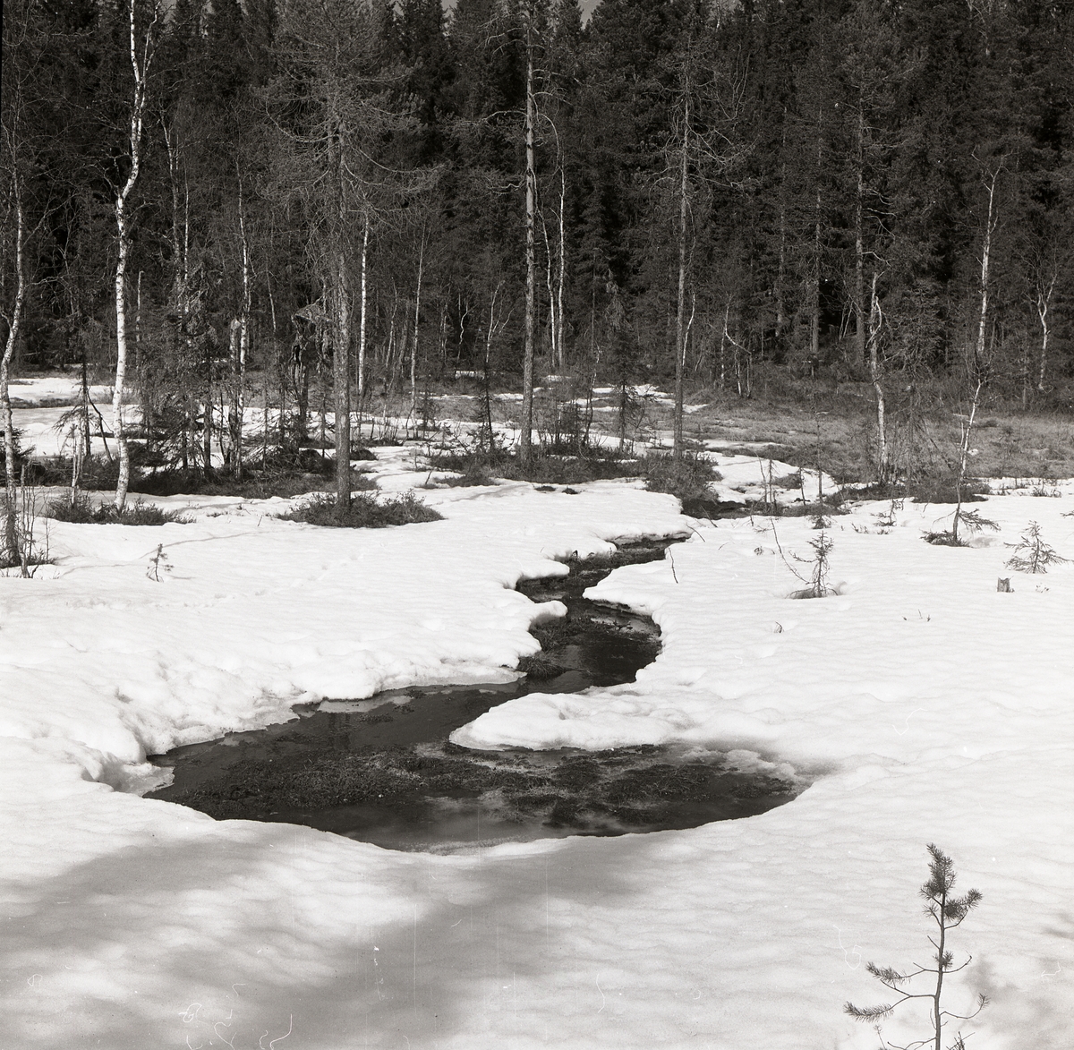 En källbäck ringlar genom snön i skogen vid Västansjö, 22 april 1976.