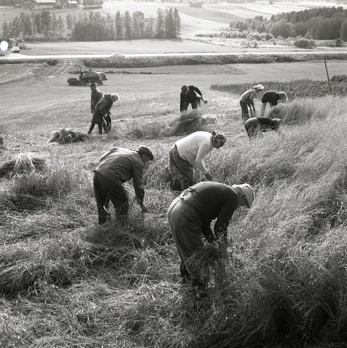 En grupp människor står på ett fält och river lin. I sluttningen nedanför gruppen står en skördetröska, 20 september 1975.